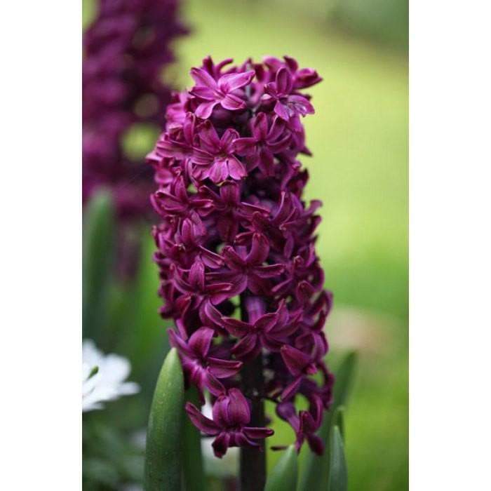 Hyacinth Bulbs,Hyacinth Woodstock, Gorgeous, violet-red hyacinth with rose and burgundy highlights ! - Caribbeangardenseed