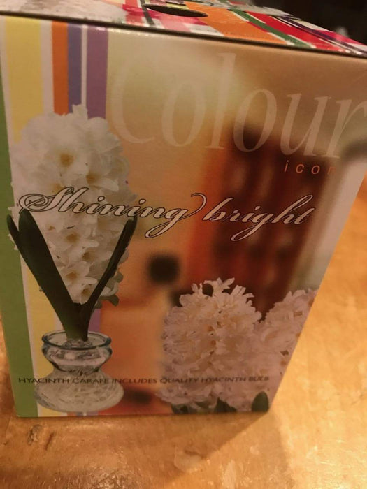 White Hyacinth Forcing Kit - Clear Glass Vase W/White Hyacinth Bulb, Great Gift - Caribbeangardenseed
