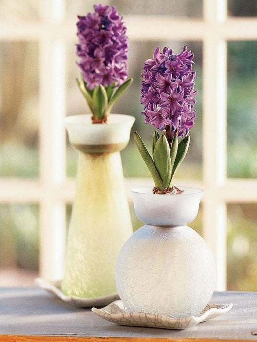 Woodstock Hyacinth Bulb Forcing Kit - Clear Glass Vase with Woodstock Hyacinth Bulb - Caribbeangardenseed