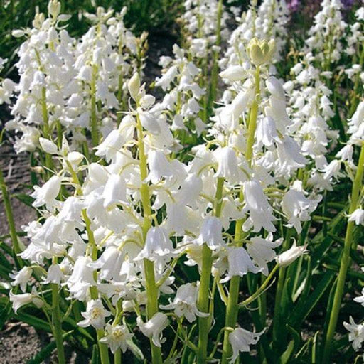 HYACINTHOIDES HISPANICA - WHITE (BULBS)A.K.A Wood Hyacinth or Spanish Bluebells - Caribbeangardenseed