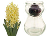 Hyacinth Bulb Forcing Kit -(Clear Glass Vase w/ Hyacinth Bulb ) Great gift - Caribbeangardenseed