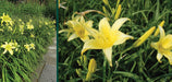Hemerocallis Hyperion yellow, daylily, BAREROOT - Caribbeangardenseed