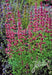 Hyssop Seeds, 'Pink Pop" - Hummingbird Mint, New Mexico Hyssop ! - Caribbeangardenseed