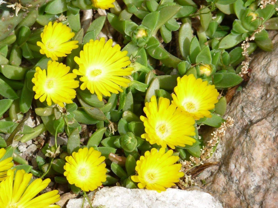 Ice Plant Seeds - Congestum - Gold Nugget", Very Cold Hardy Succulent Ice Plant, Excellent for containers or rock gardens. - Caribbeangardenseed
