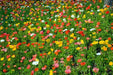 Iceland Poppy Seeds (Papaver Rhoeas) Annual wildflowes, - Caribbeangardenseed