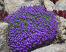 Aubrieta ‘Whitewell Gem’ Purple Rock Cress, Flowers Seed - Caribbeangardenseed