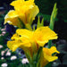 Canna Lily, Flower Seeds - Tropical YELLOW - foliage ! - Caribbeangardenseed