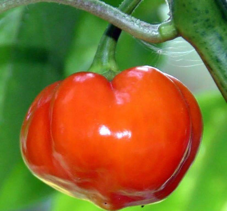 CONGO TRINIDAD, Hot Peppers Seeds -Red, Capsicum chinense - Caribbeangardenseed
