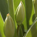 Tulip "Early Glory" (Bulbs) Early Blooming,12/+cm - Caribbeangardenseed