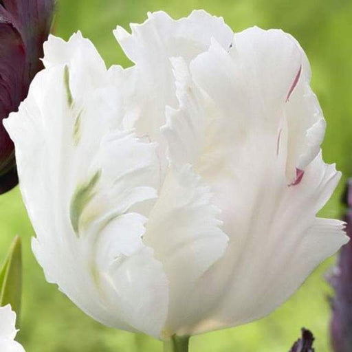 Tulip Parrot, White Parrot ( Bulbs),12/+cm, Big Blooms - Caribbeangardenseed