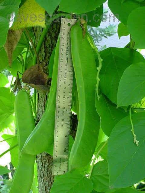 Japanese Sword Bean Seeds ,White, Canavalia gladiata- organic, Heirloom Asian Vegetable ! - Caribbeangardenseed
