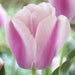 Tulip Darwin Hybrid Ollioules (12+cm,) RHS Award of Garden Merit - Caribbeangardenseed