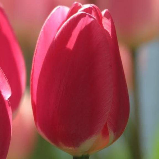 Tulip Darwin Hybrid Rosy Delight (Bulbs) Midseason flowering, Fall planting, Now Shipping ! - Caribbeangardenseed
