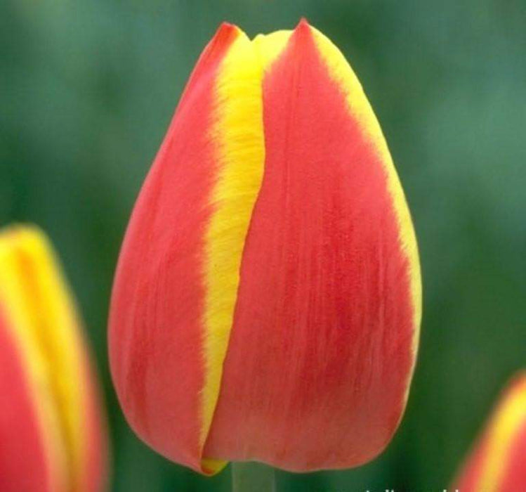 Tulip Bulbs 'Flair' - Fall Planting - Caribbeangardenseed