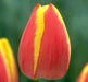 Tulip Bulbs 'Flair' - Fall Planting - Caribbeangardenseed