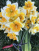 Daffodil Bulb- Orangery' , Great for naturalizing - Caribbeangardenseed