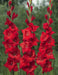 Gladiolus bulbs (corms) Manhattan (Red) ,Summer flowering, Great for Borders Containers & Cutting. - Caribbeangardenseed