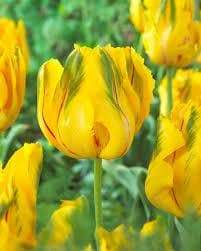 LA COURTINE, PARROT Tulip, ( Bulbs), SIZE 12/+cm - Caribbeangardenseed