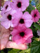 Thunbergia, Arizona Rose, black-eyed Susan vine , Starter Plant - Caribbeangardenseed
