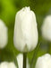 Tulip White Flag' ( Bulbs-12/+cm,) Excellent for Bouquets Flowers - Caribbeangardenseed