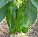 10 Big Bertha sweet bell pepper, Capsicum Annum - Caribbeangardenseed