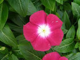 DWARF LITTLE MIX Periwinkle,flowers seed - Caribbeangardenseed