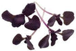 Red Rubin Basil Herb seeds (Ocimum basilicum purpurascens) organically Grown ! - Caribbeangardenseed