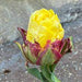 ICE CREAM BANANA Tulip (Bulbs) FALL PLANTING - Caribbeangardenseed