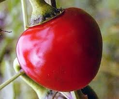 LARGE Hot Cherry Pepper Seeds, Capsicum annum, Great In Container ! - Caribbeangardenseed