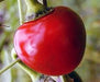 LARGE Hot Cherry Pepper Seeds, Capsicum annum, Great In Container ! - Caribbeangardenseed