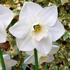 Daffodil Bulbs, Misty Glen. Large Cupped , Shipping ! - Caribbeangardenseed