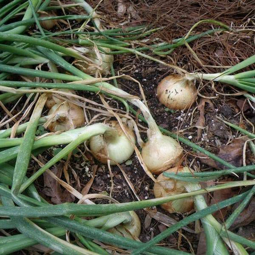 Early Yellow Onion Seed, asian vegetable - Caribbeangardenseed