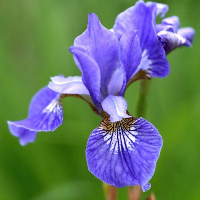 Siberian Iris Blue King ('Bareroot) Bloom,Early and mid-spring, Perennial - Caribbeangardenseed
