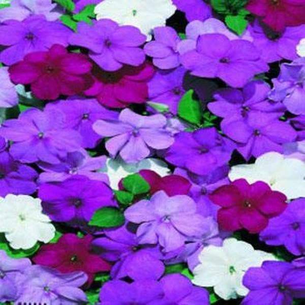 Impatiens Flowers Seeds - Blues Mix ~ Great for shaded area ,Containers, Hanging Baskets, window boxes, garden beds,dcontinuous color - Caribbeangardenseed