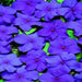 Impatiens Flowers Seeds - Blues Mix ~ Great for shaded area ,Containers, Hanging Baskets, window boxes, garden beds,dcontinuous color - Caribbeangardenseed