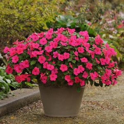 Impatiens Flowers Seeds - Impreza Rose ~Great for shaded area ,Containers, Hanging Baskets, window boxes, garden beds,dcontinuous color - Caribbeangardenseed