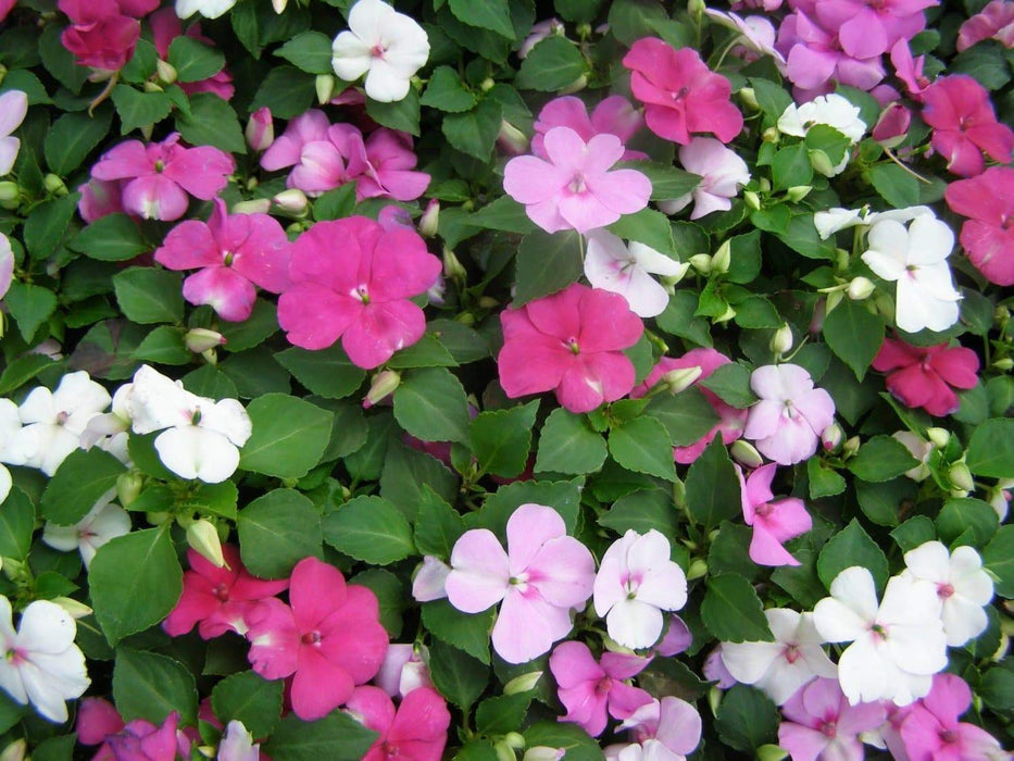 Impatiens MIXED ,Flowers Seeds~ ANNUAL - Caribbeangardenseed