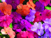 Impatiens MIXED ,Flowers Seeds~ ANNUAL - Caribbeangardenseed