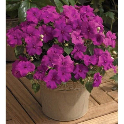 Impatiens Flowers Seeds - xtreme lilac~Great for shaded area ,Containers, Hanging Baskets, window boxes, garden beds,dcontinuous color - Caribbeangardenseed
