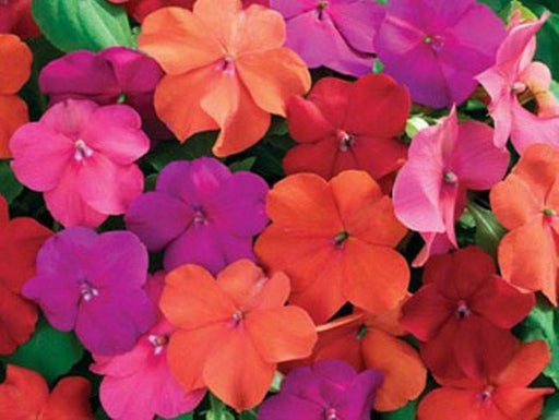Impatiens Flowers Seeds - XTREME TANGO MIX ~Great for shaded area ,Containers, Hanging Baskets, window boxes, garden beds,dcontinuous color - Caribbeangardenseed