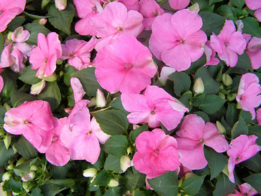 Impatiens Seeds - Baby Pink - Perfect for Shady Spots ,Containers, Hanging Baskets, window boxes, garden beds,dcontinuous color - Caribbeangardenseed