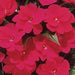 Impatiens Seeds - Baby Scarlet, (XTREME RED)Huge, deep red flowers Add some eye-popping, bright scarlet color to your shady areas - Caribbeangardenseed