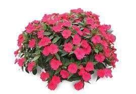 Impatiens Seeds - Baby Scarlet, (XTREME RED)Huge, deep red flowers Add some eye-popping, bright scarlet color to your shady areas - Caribbeangardenseed