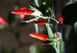 Indian Paquin Pepper Seeds (Capsicum Annum) HOT, Rare - Caribbeangardenseed