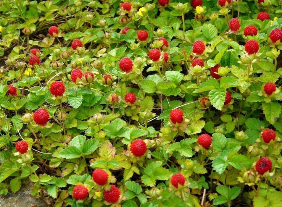 Indian Strawberry (Duchesnea Indica Tuttifrutti) a.K.a Mock strawberry, - Caribbeangardenseed