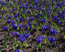 Iris 'Dwarf Collection' Bulbs,Bloom Spring, Perennial,Fall Bulb, Now shipping - Caribbeangardenseed