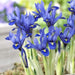 Iris Reticulata Harmony -Easy to grow Dwarf Iris, ! - Caribbeangardenseed