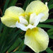 Siberian Iris ,Butter and Sugar('Bareroot) Perennial - Caribbeangardenseed
