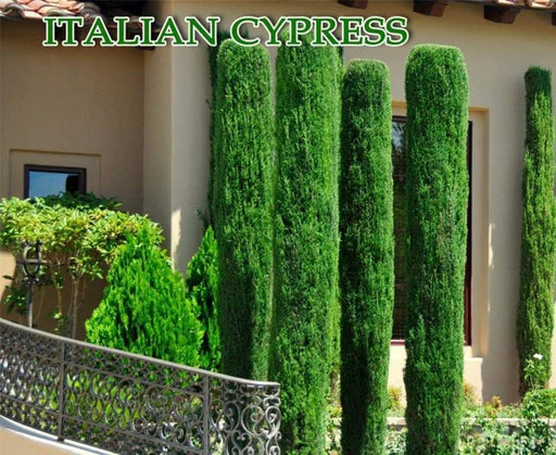 Italian cypress Tree Seeds (Cupressus sempervirens) Also Know as,Tuscan, or Graveyard Cypress, - Caribbeangardenseed