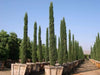 Italian cypress Tree Seeds (Cupressus sempervirens) Also Know as,Tuscan, or Graveyard Cypress, - Caribbeangardenseed